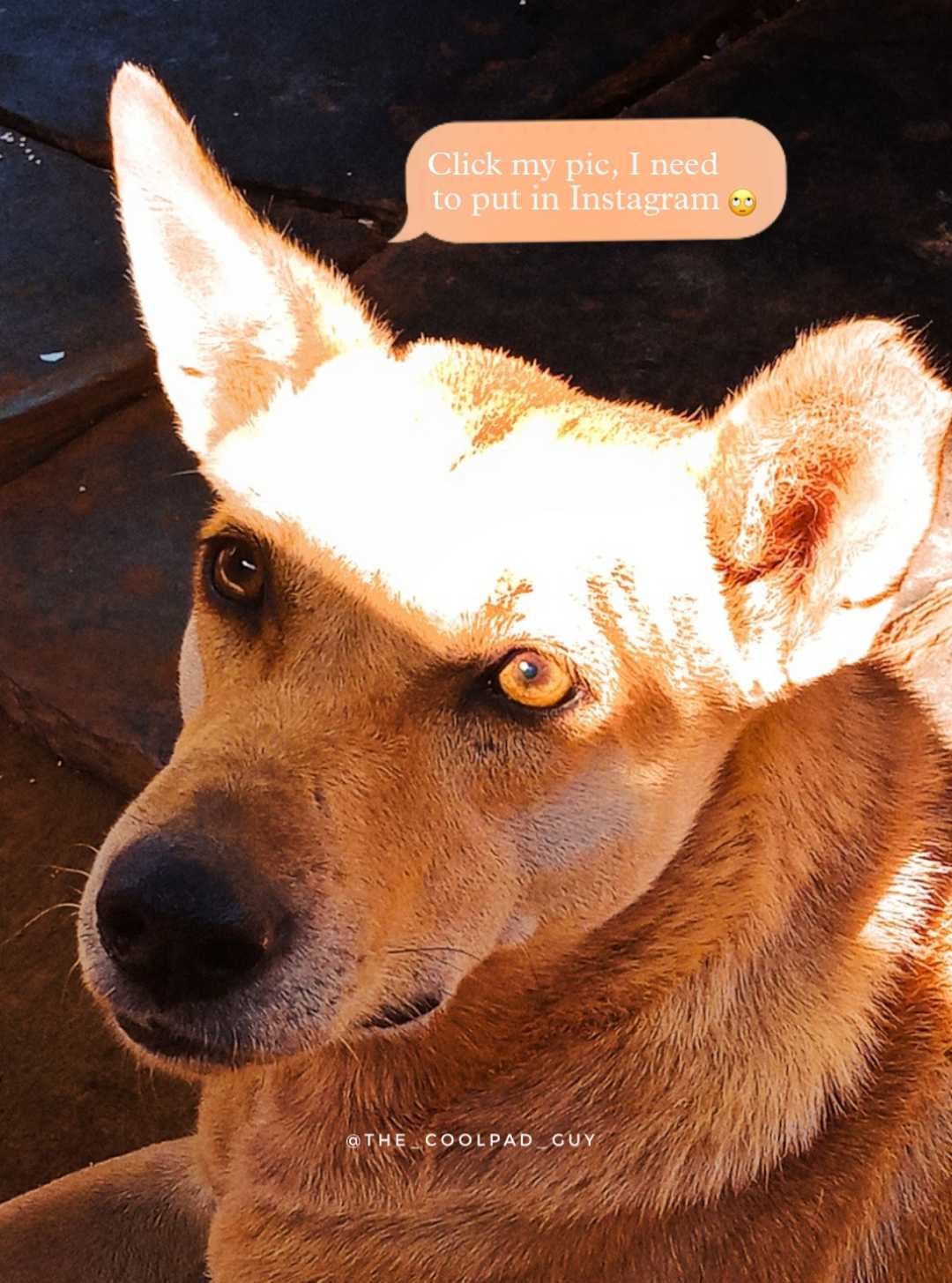 Dogyyy 🐶