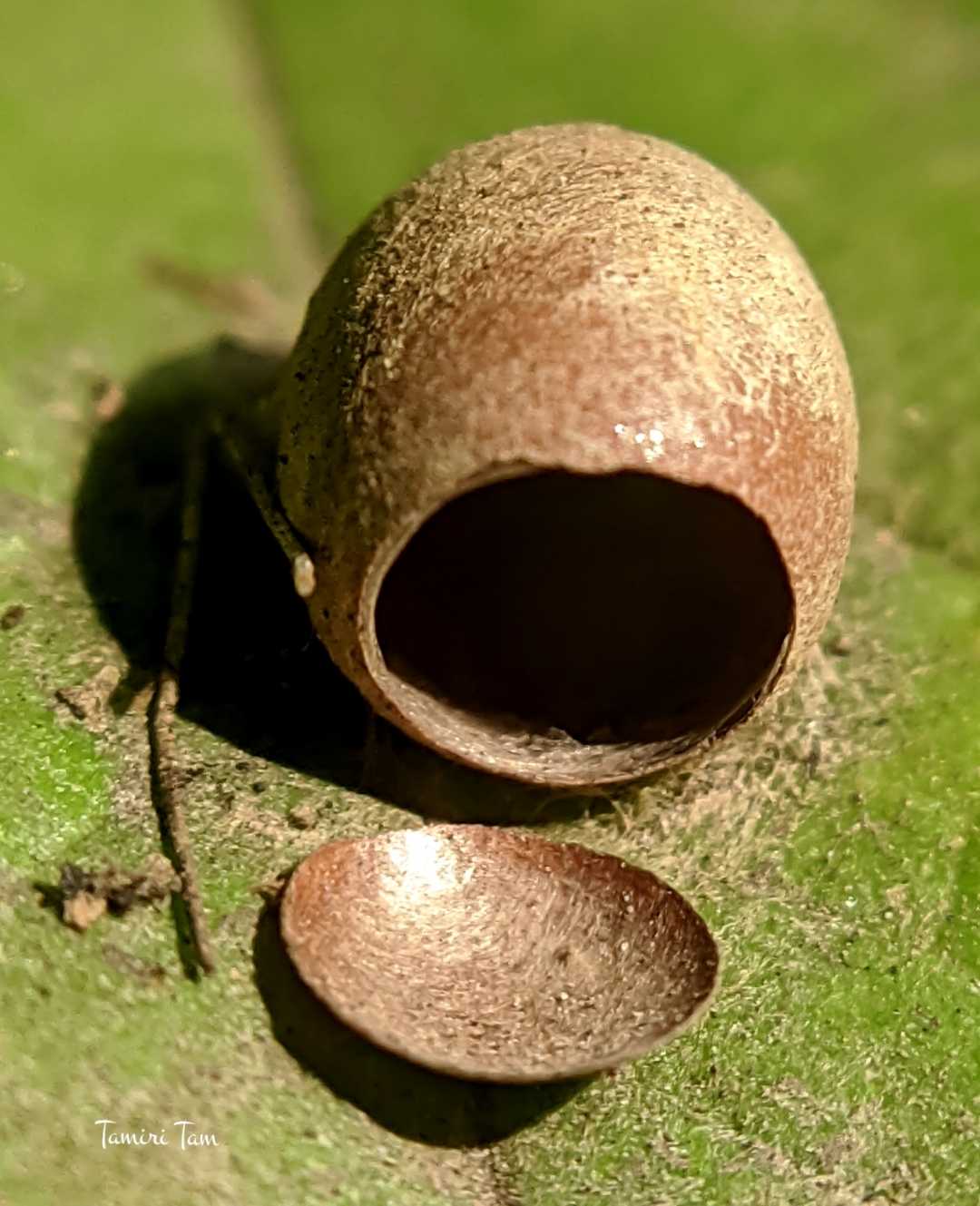 TELUR INSECT