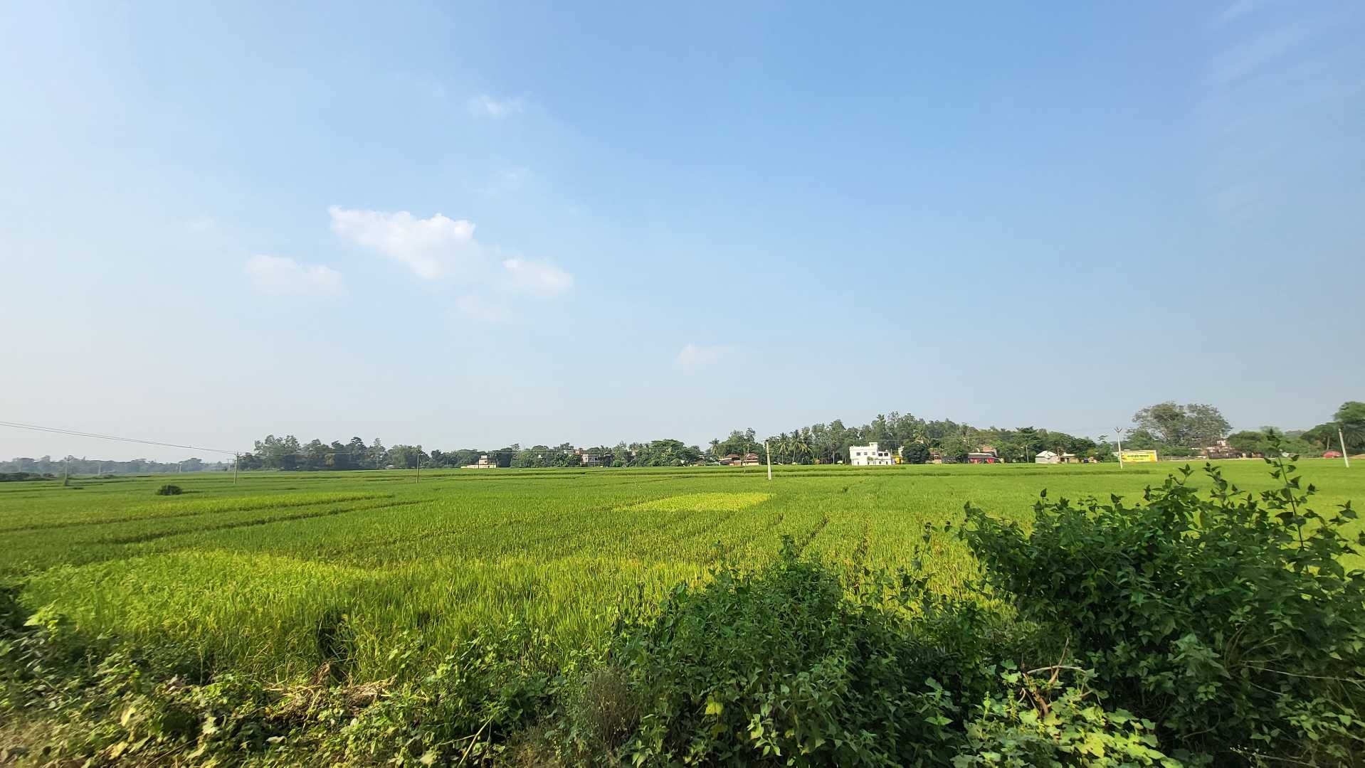  rice farming