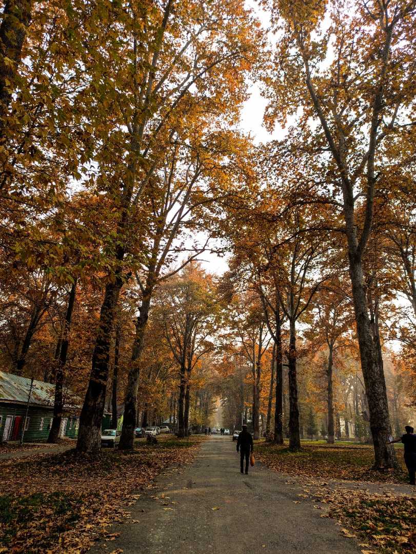 Autumn🍁vibes