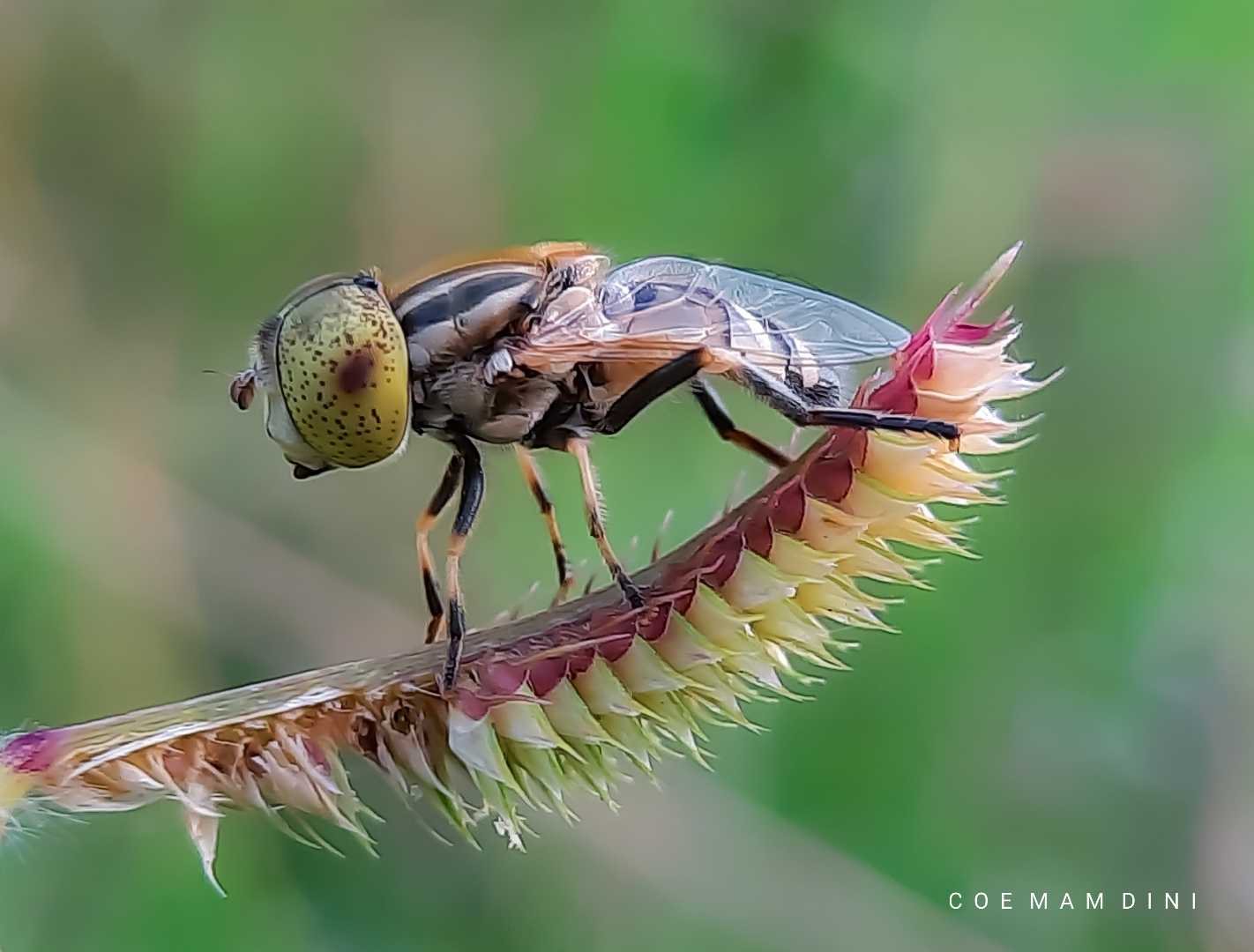 Macro (Nature Flora/Fauna)