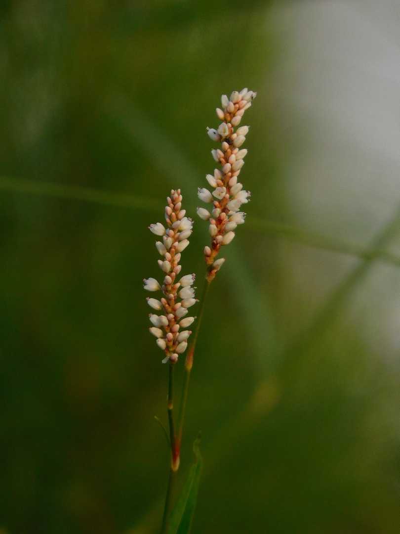 Wild flower