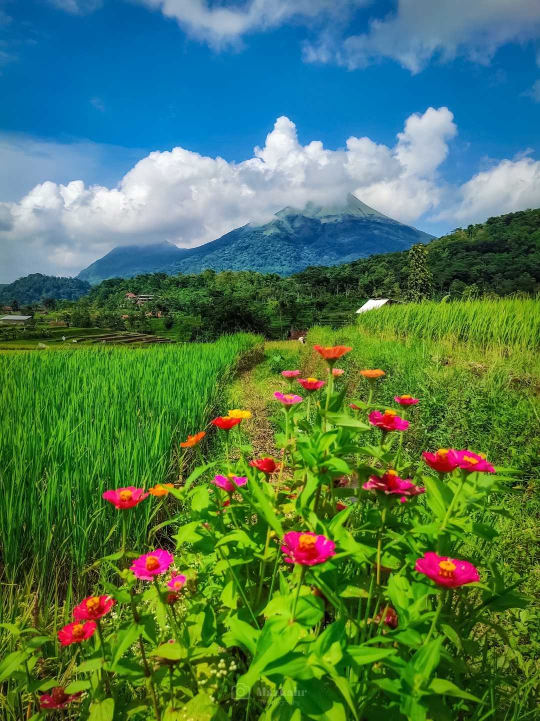 Selotapak