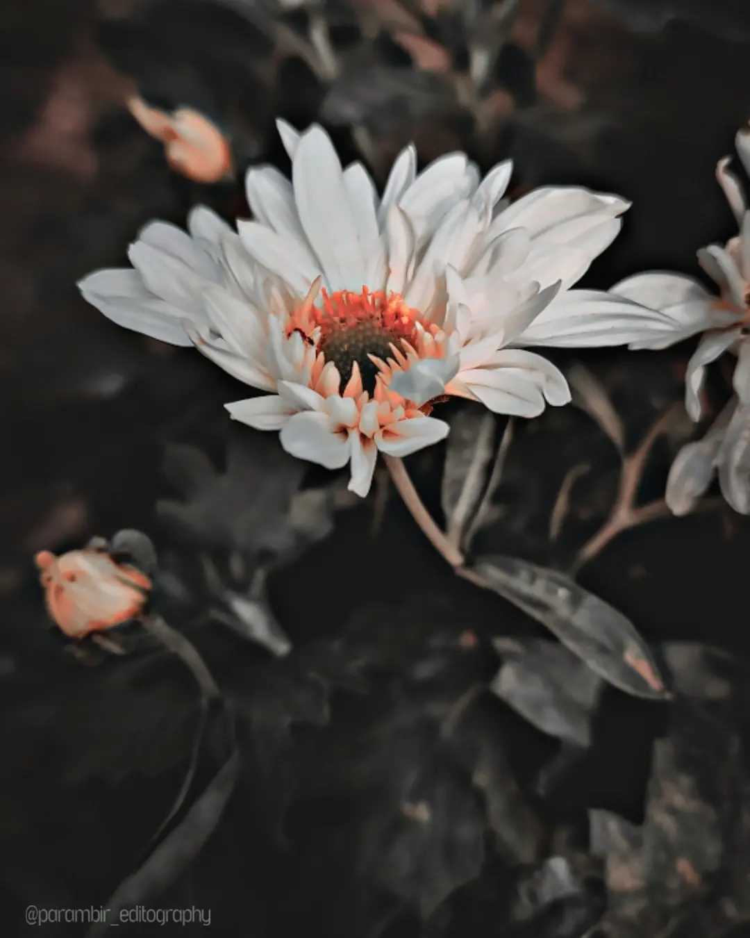Chrysanthemum 🖤🤍