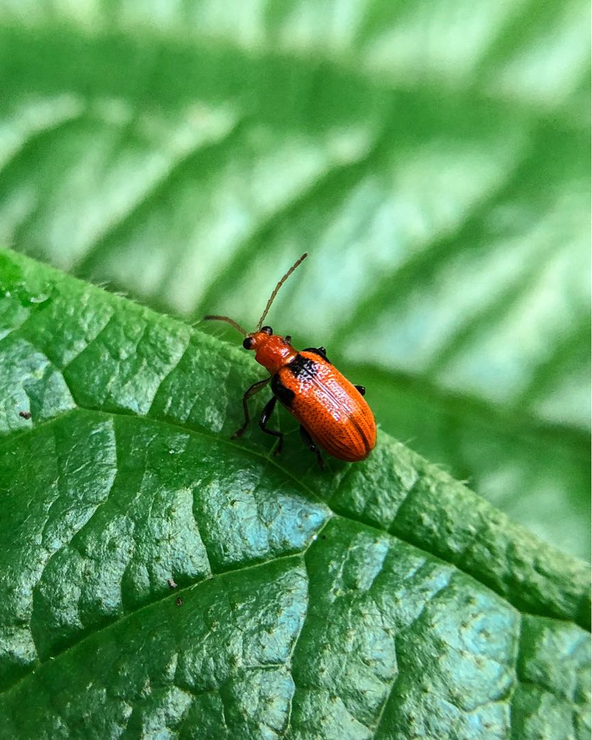Criocerinae