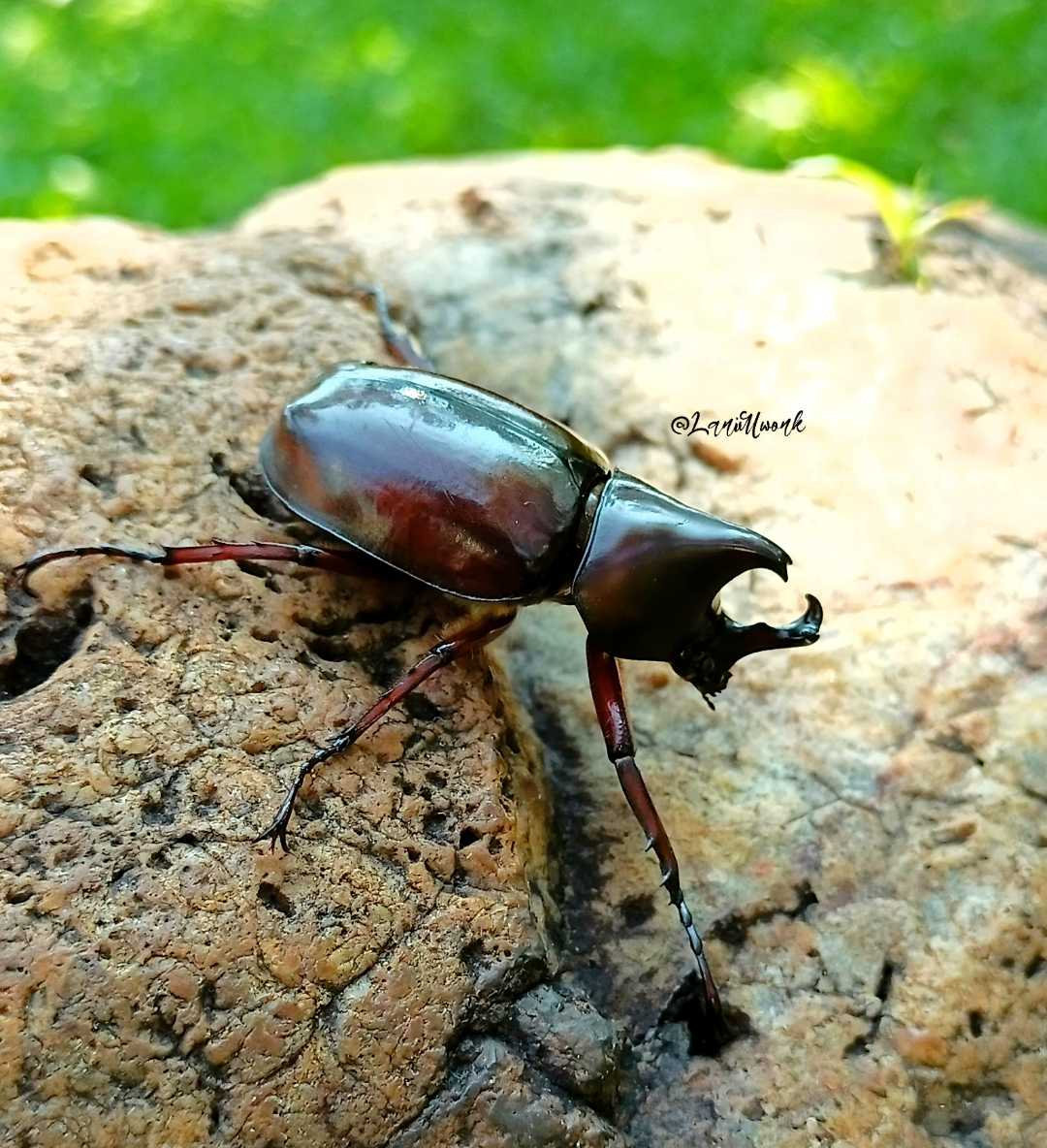 Oryctes rhinoceros -Insecta