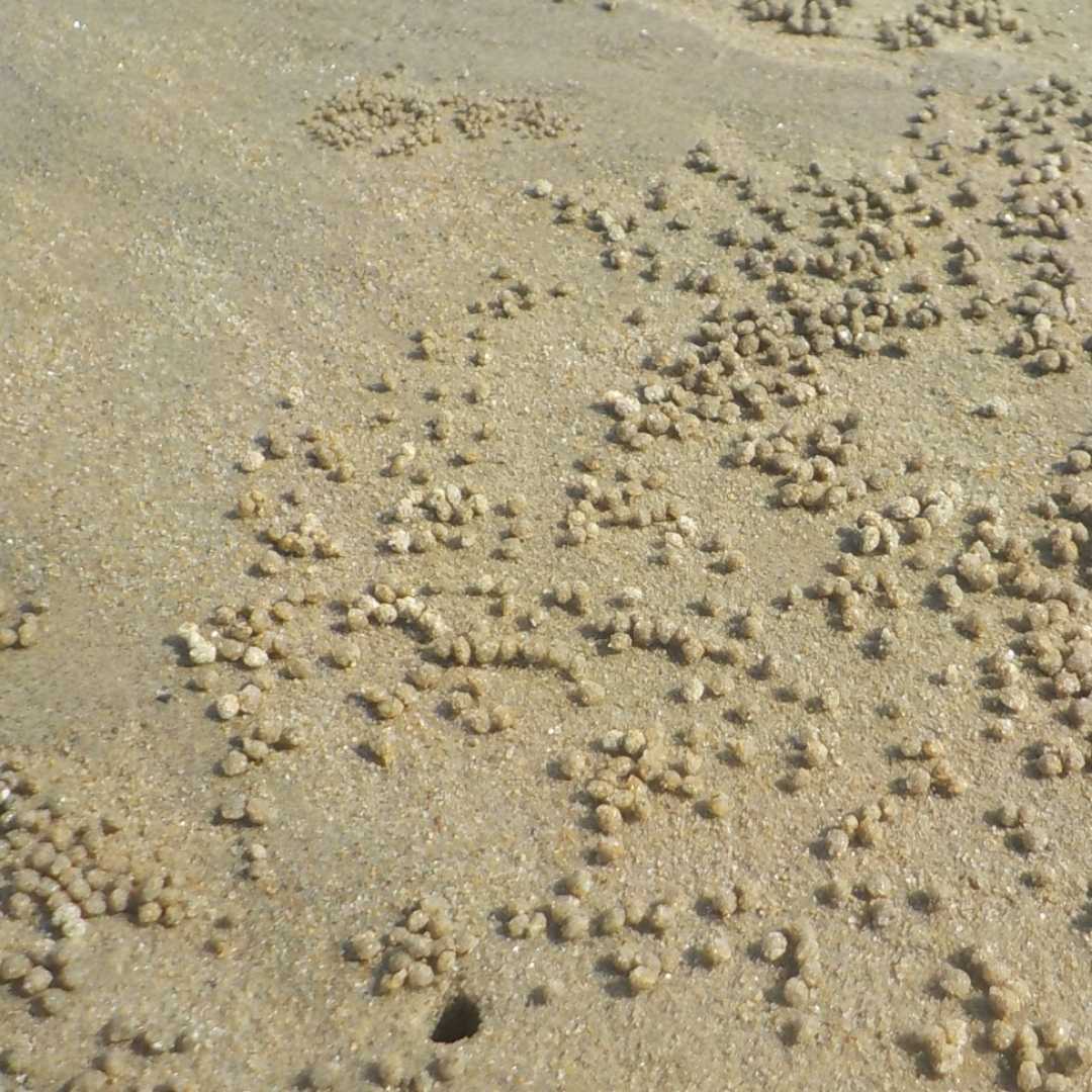 crab making ball