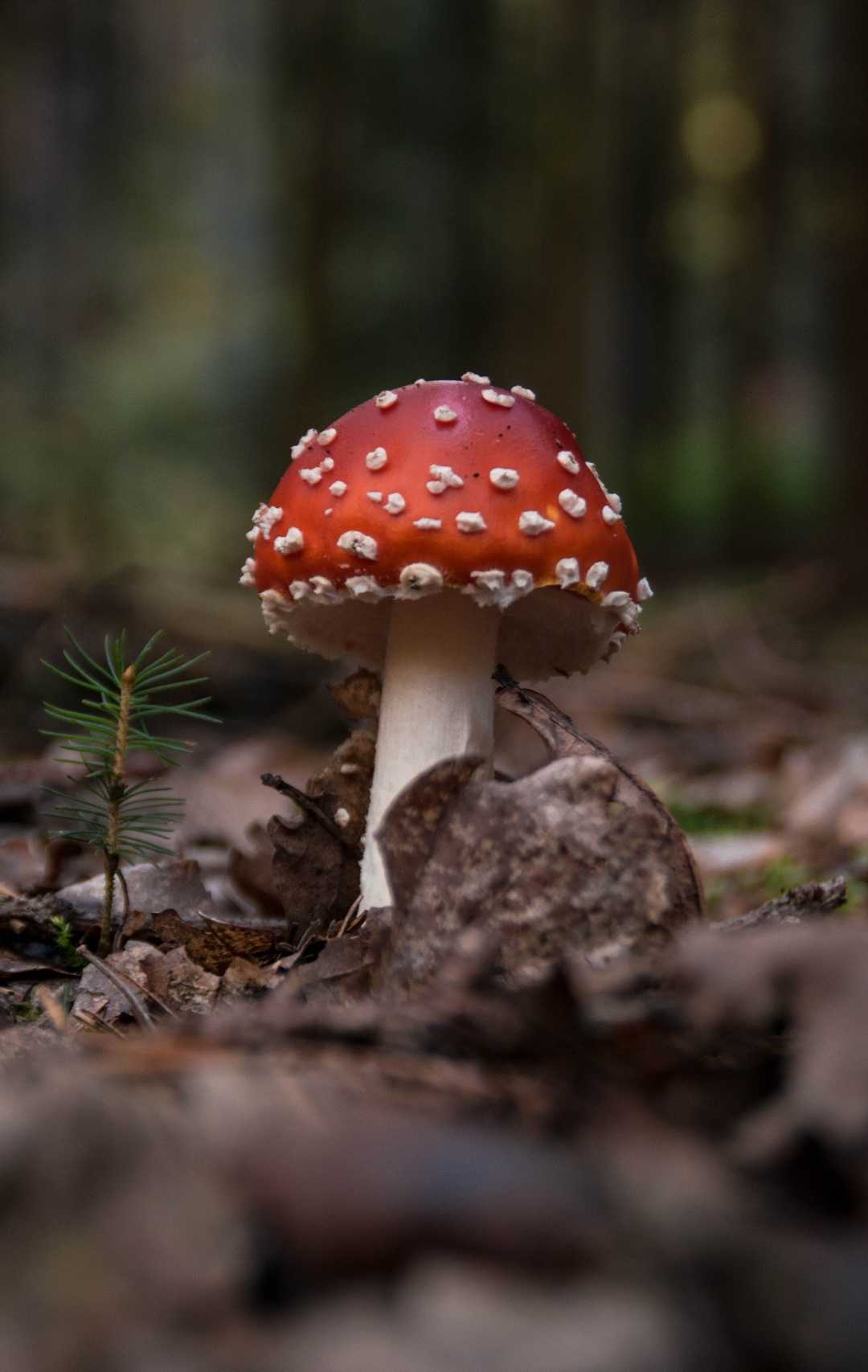 Jamur Merah