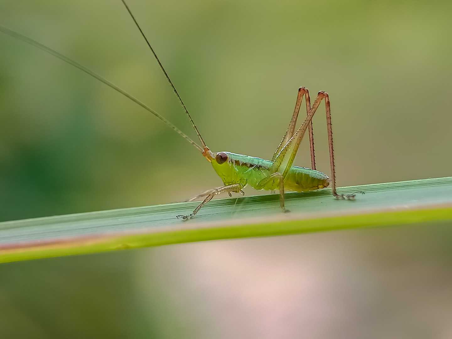 Conocephalus