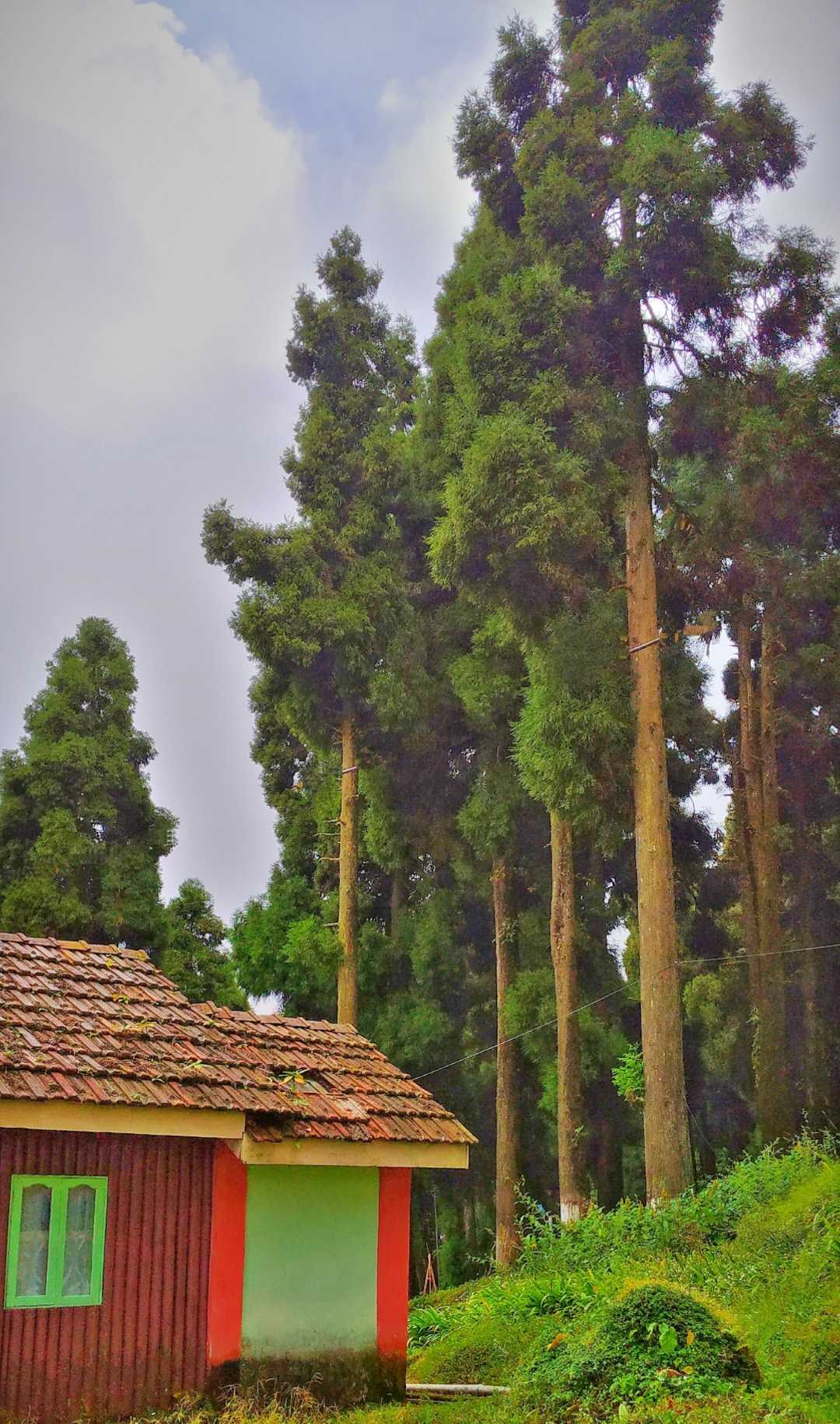 WBFDC Nature resort, Lava, West Bengal