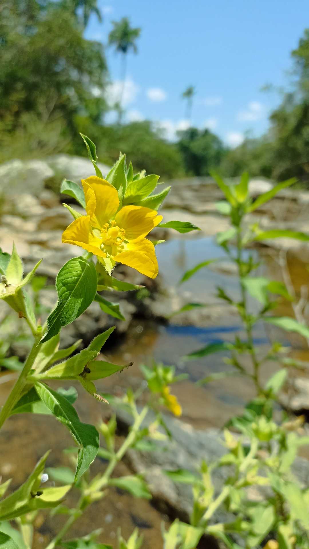 Flor en el río Cangre