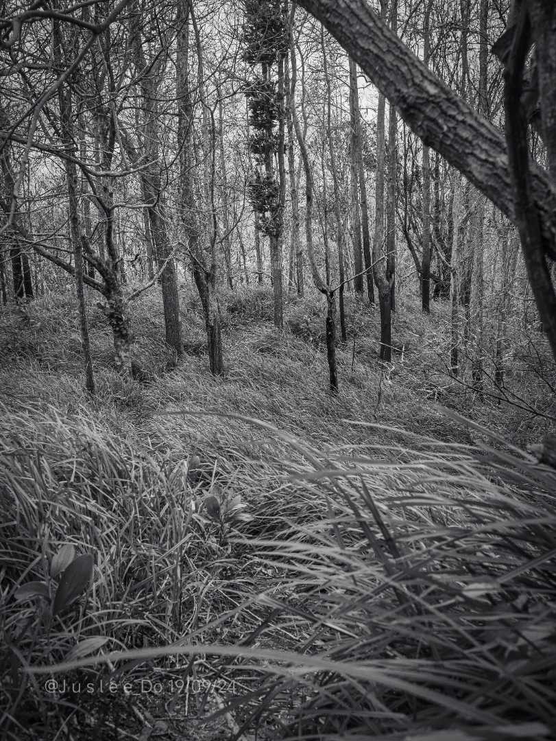 Woods scape in black and white