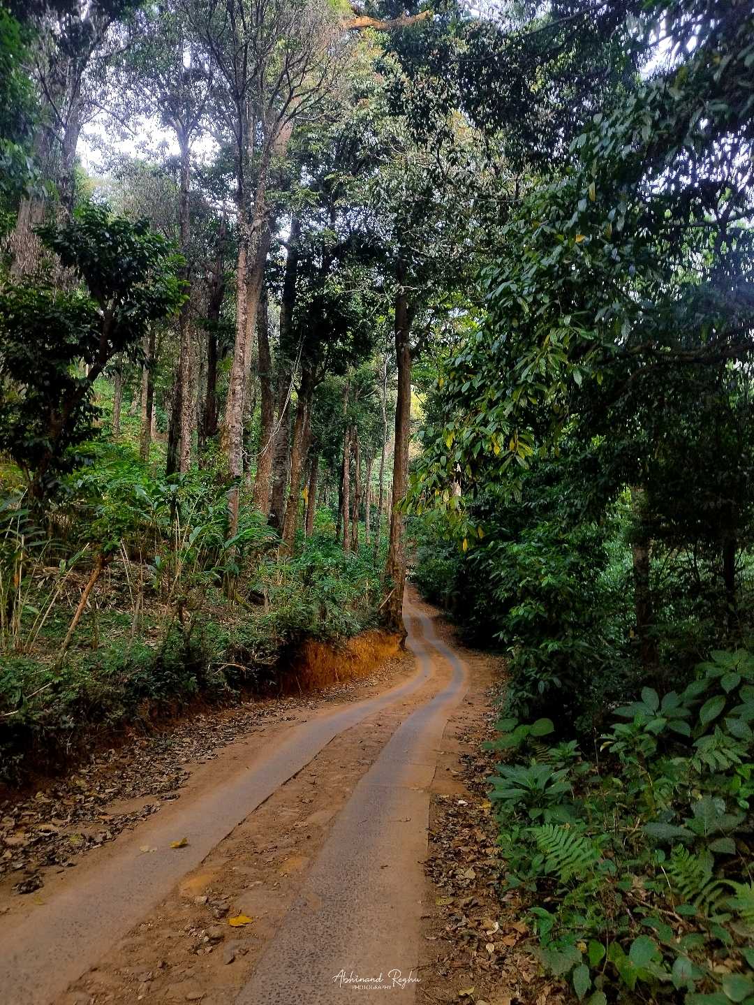 A path through the forest 