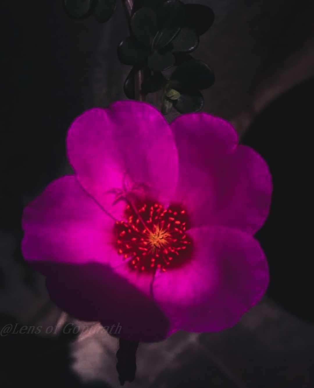 pink flowers 🌸🌺🌻🌹🌷🌼💐