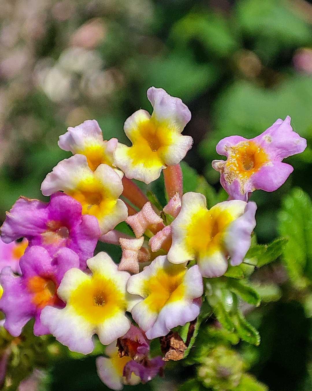 Macro