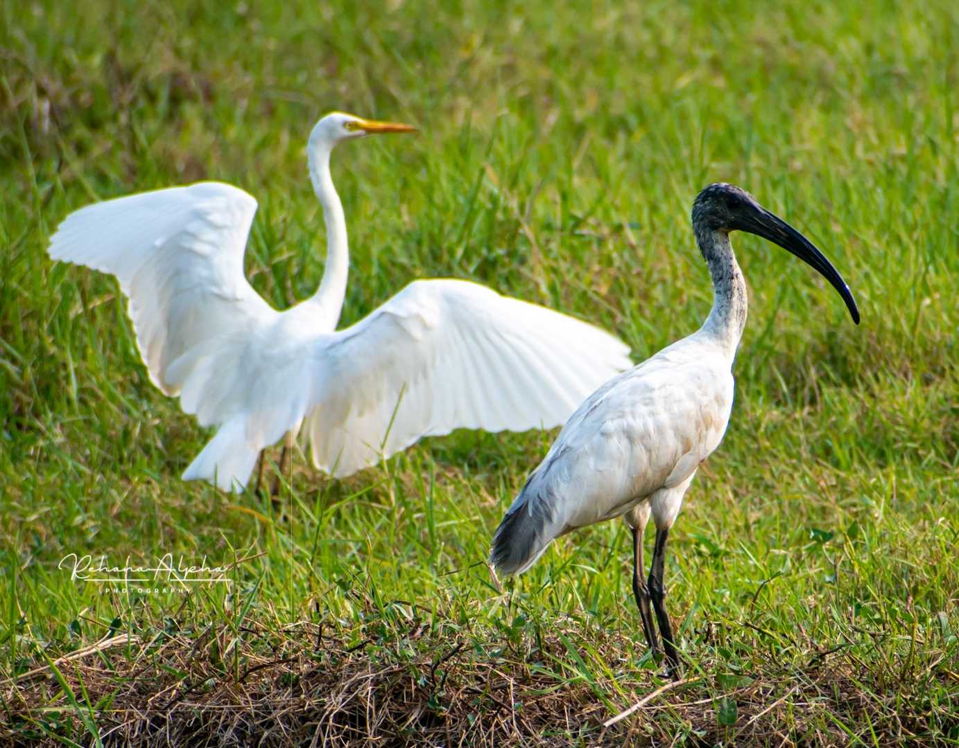 Black headed Ibis, Egret