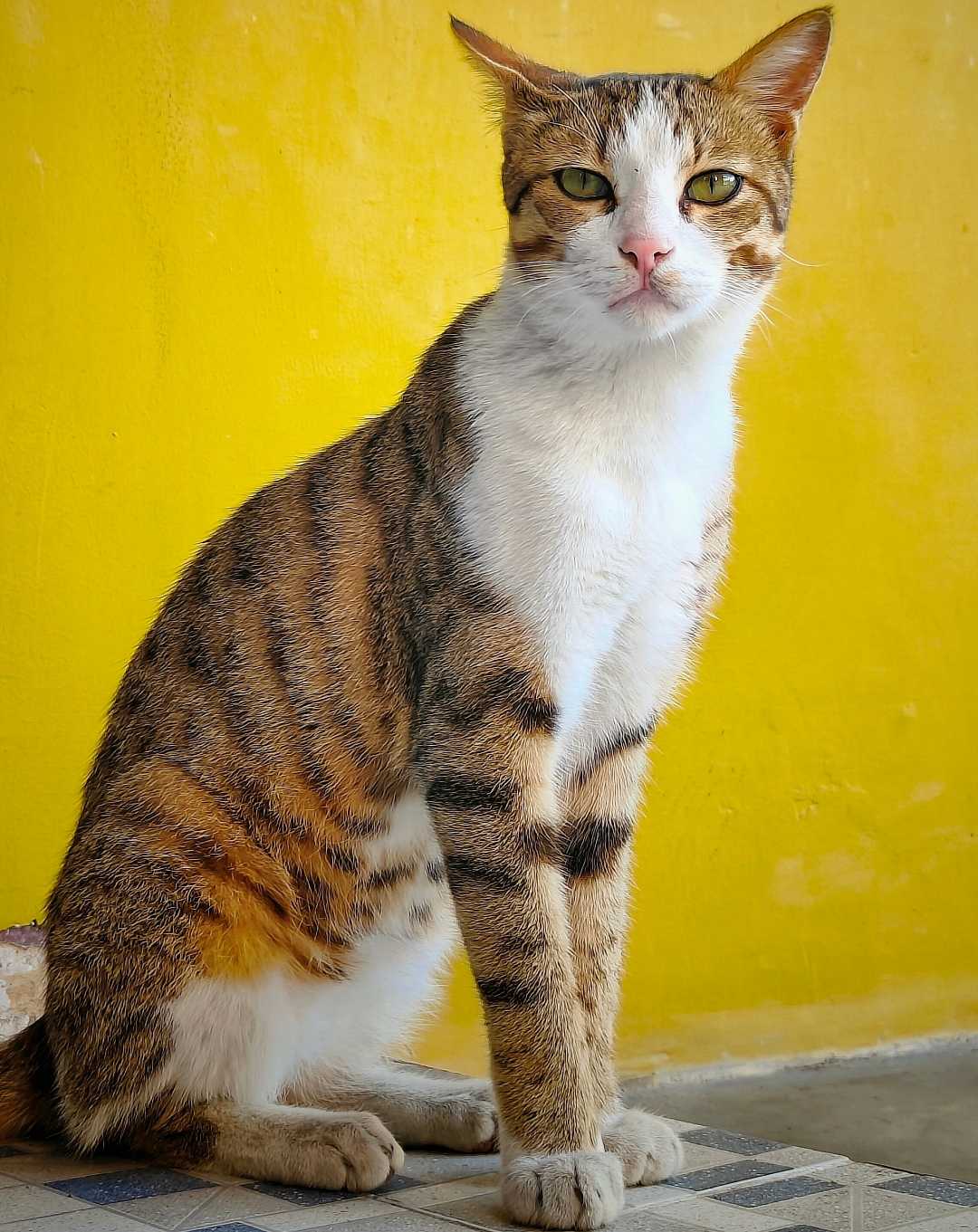 The Kitty's look 😍