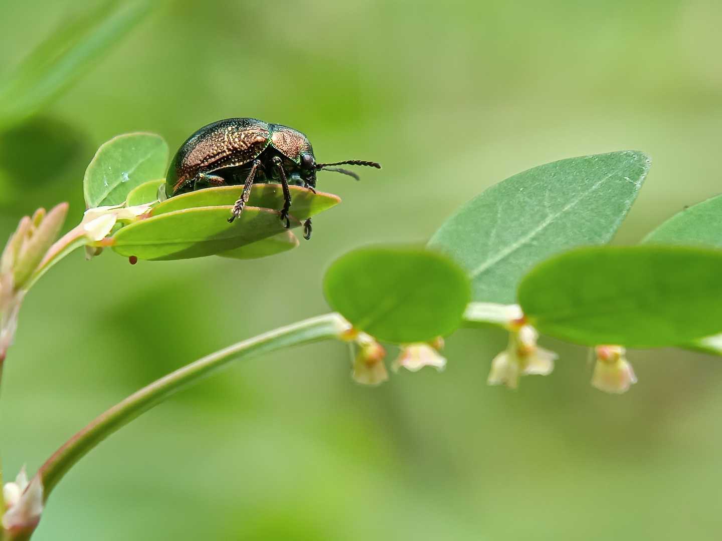Chrysomelidae