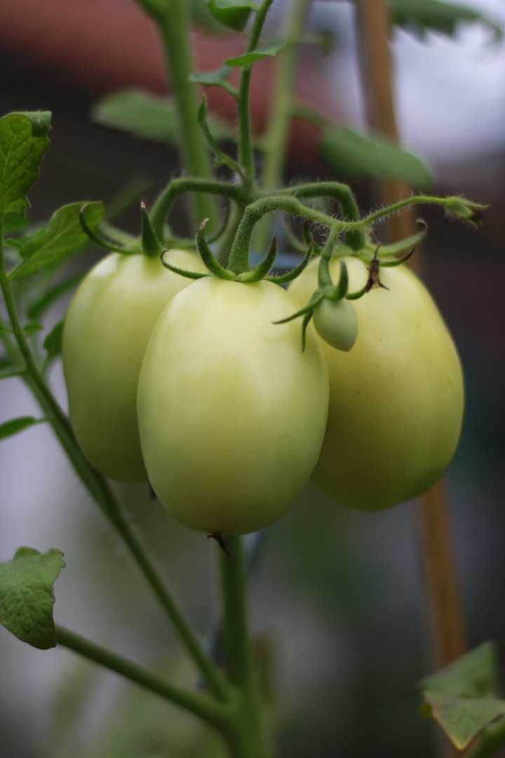 Tomat hijau