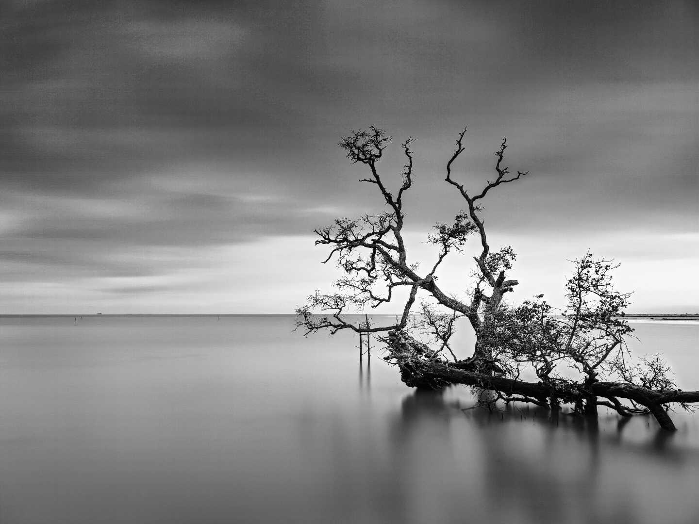 Fallen Tree in B&W