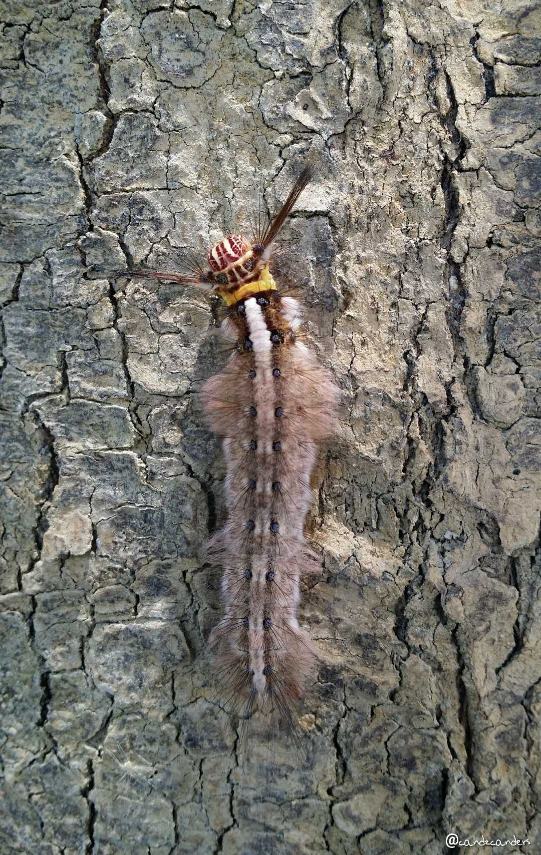 2. Beautiful but Venomous! 🐛