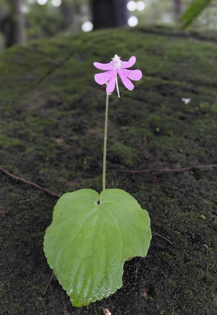 Pink Balsam flower