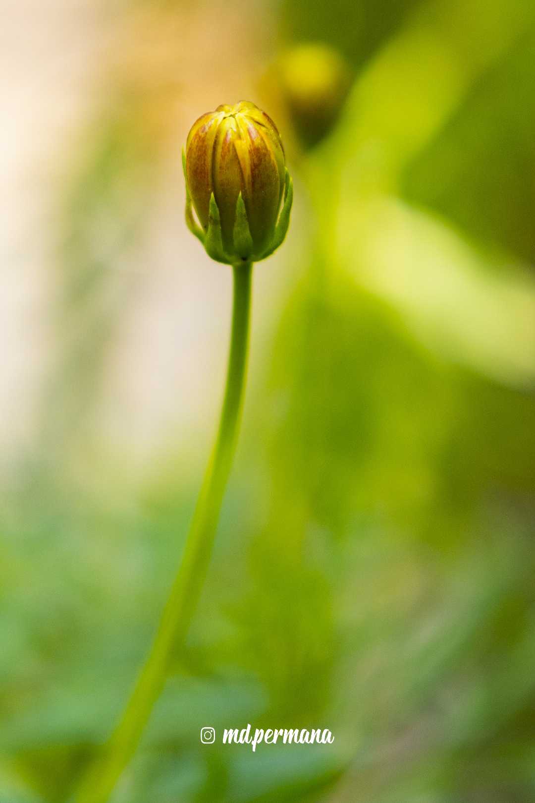 Kuncup Muda Bunga Zinia