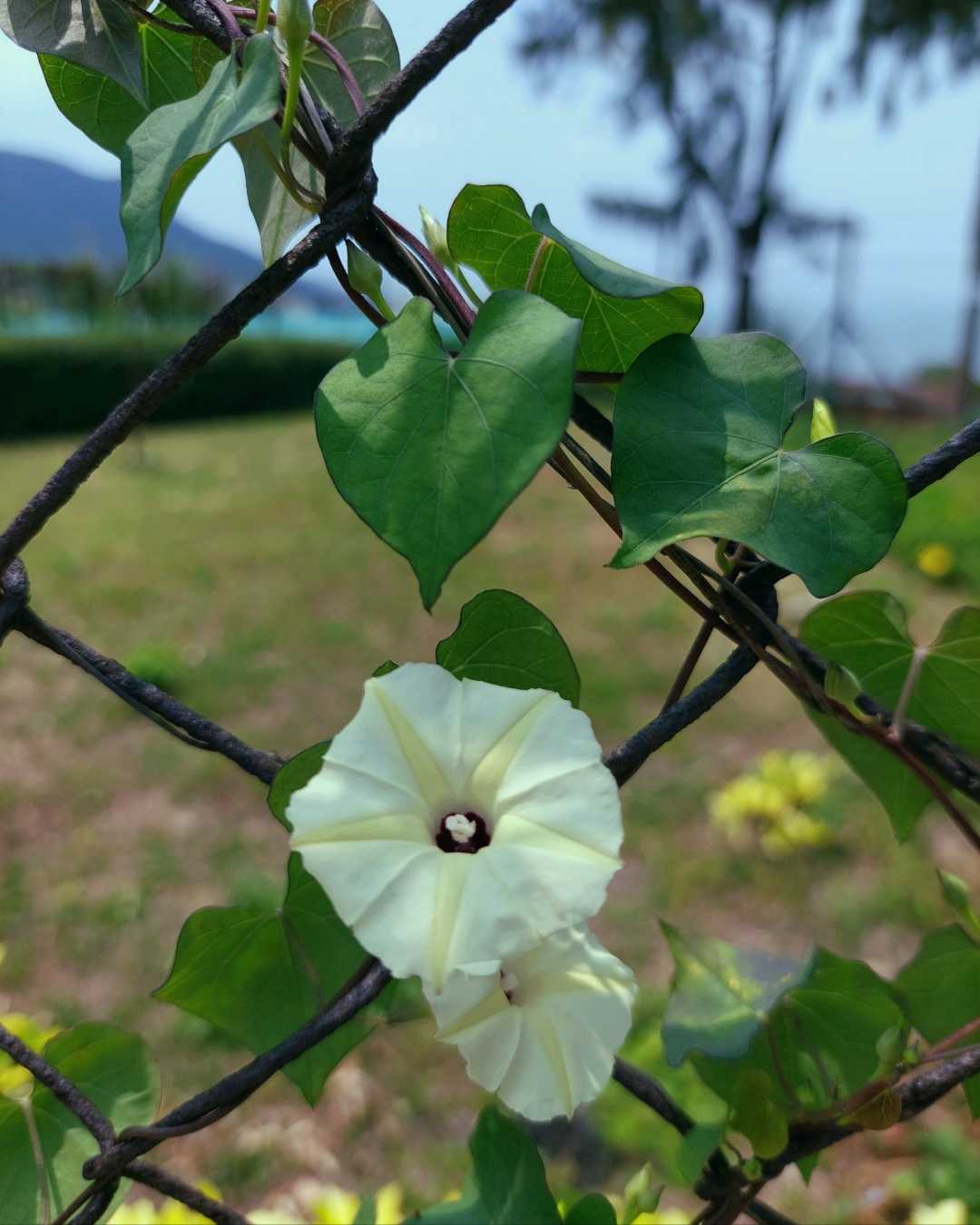 Ipomoea obscura