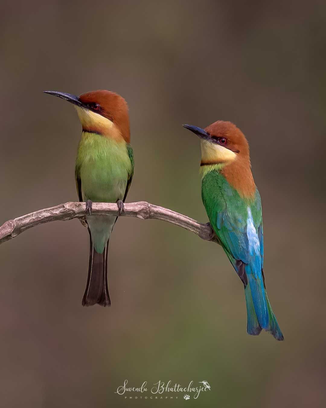 The Colourful Couple 