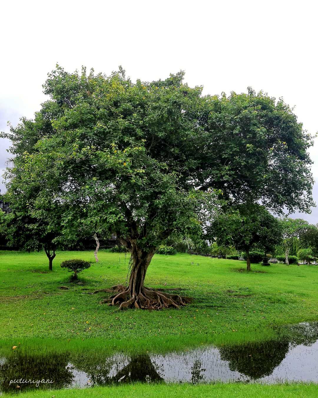 A big tree at Bajra Sandhi Monument