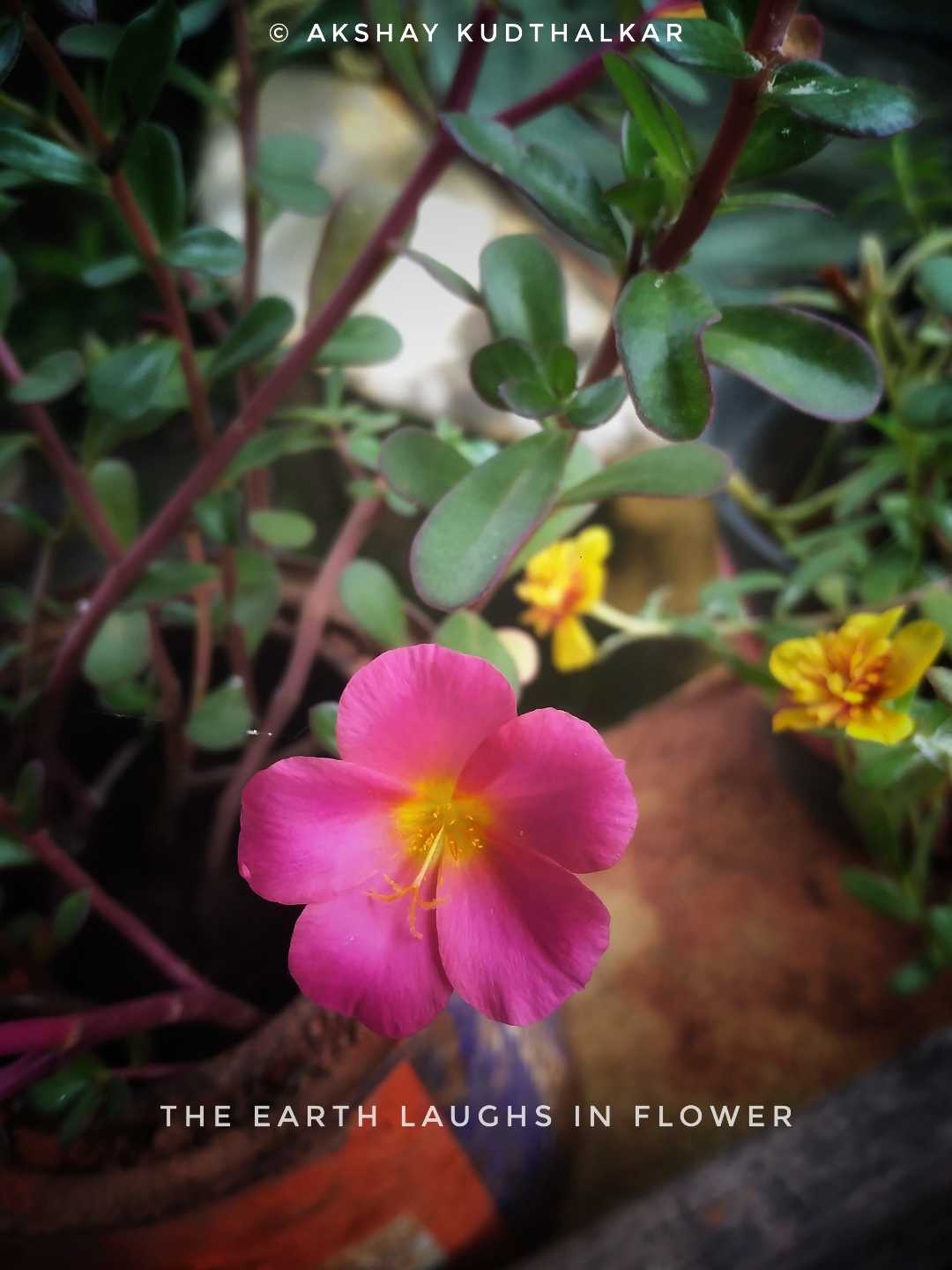 wingpod purslane