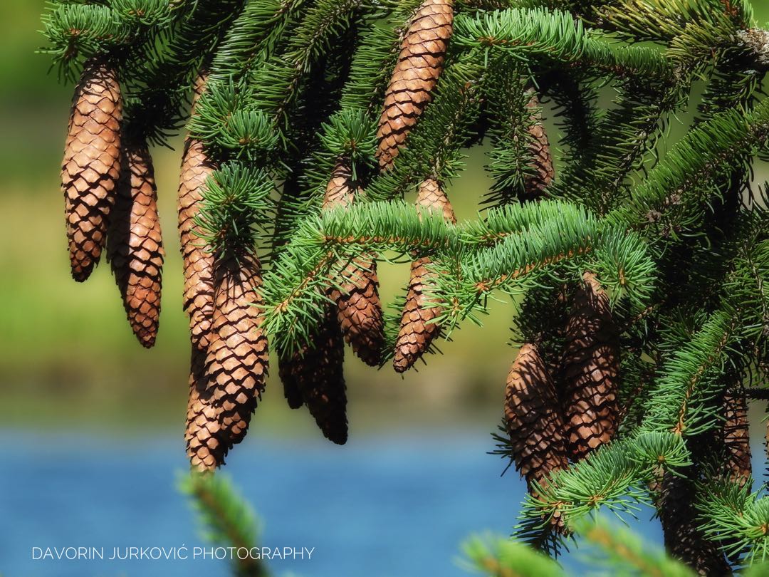 Picea