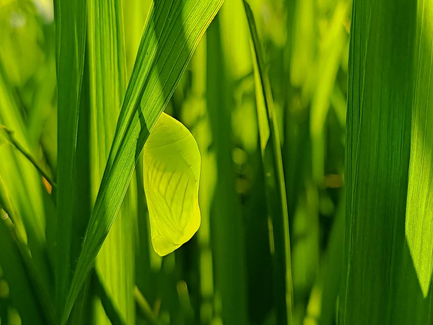 Kepompong 