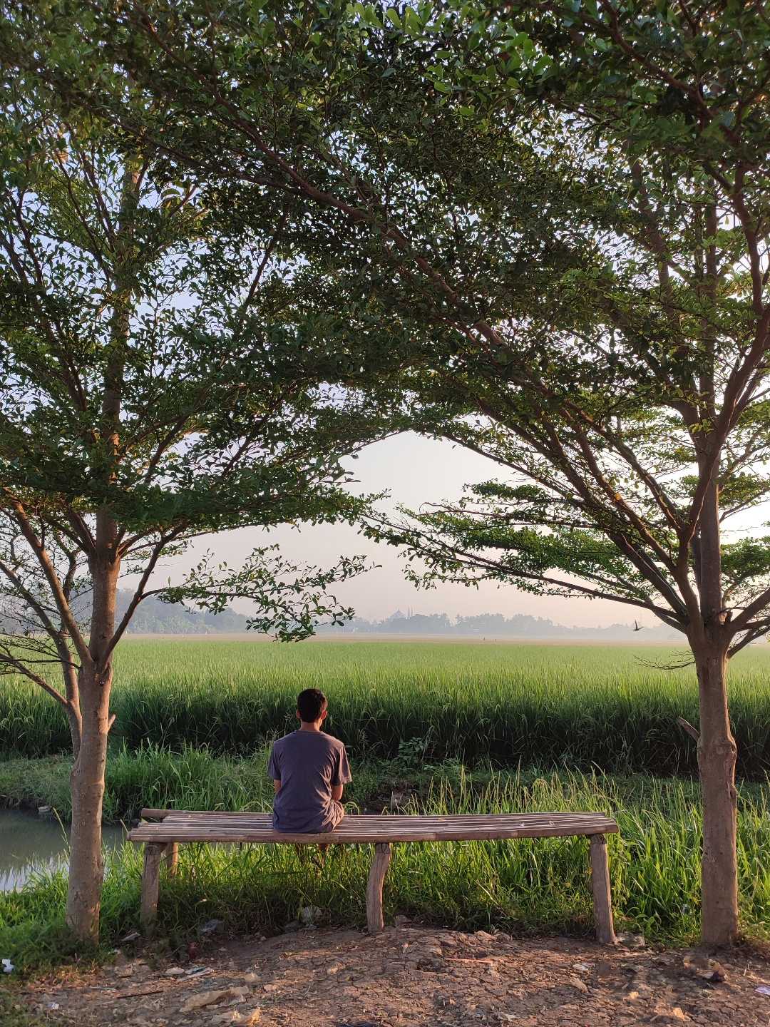 Rice field view