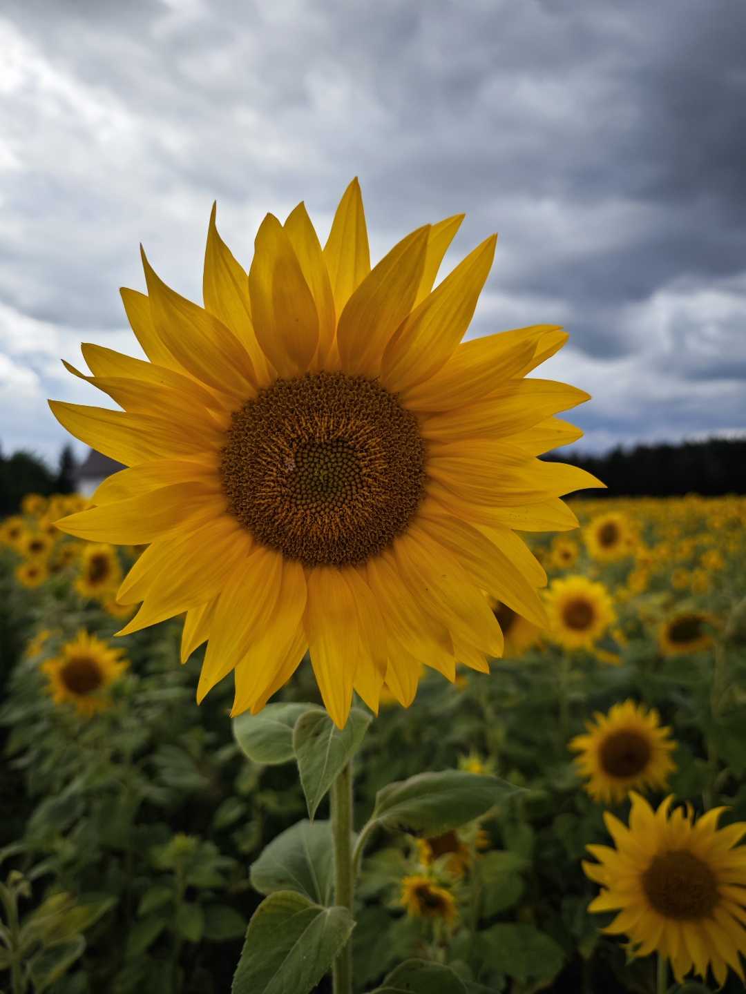 Sunflower 🌻