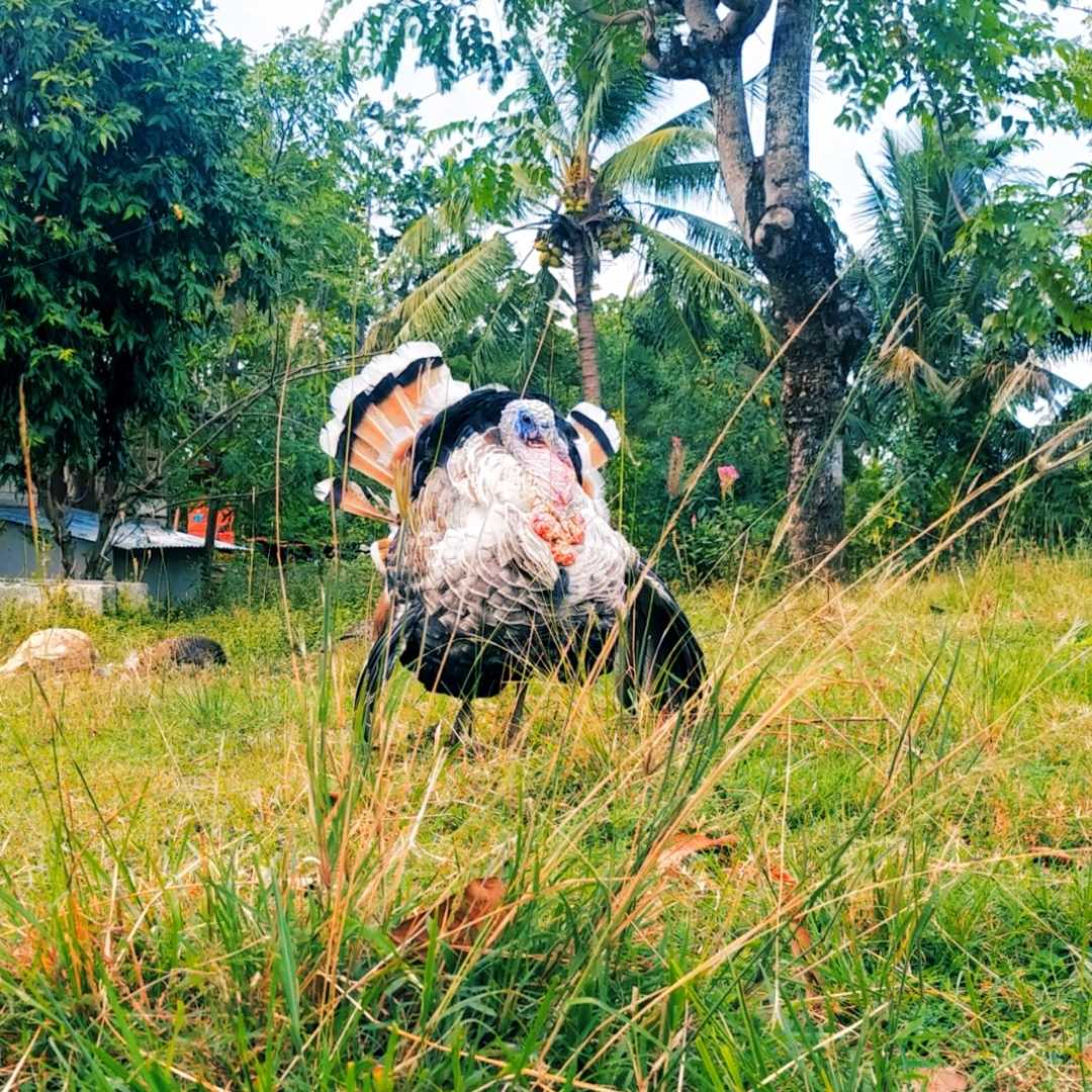 Kalkun