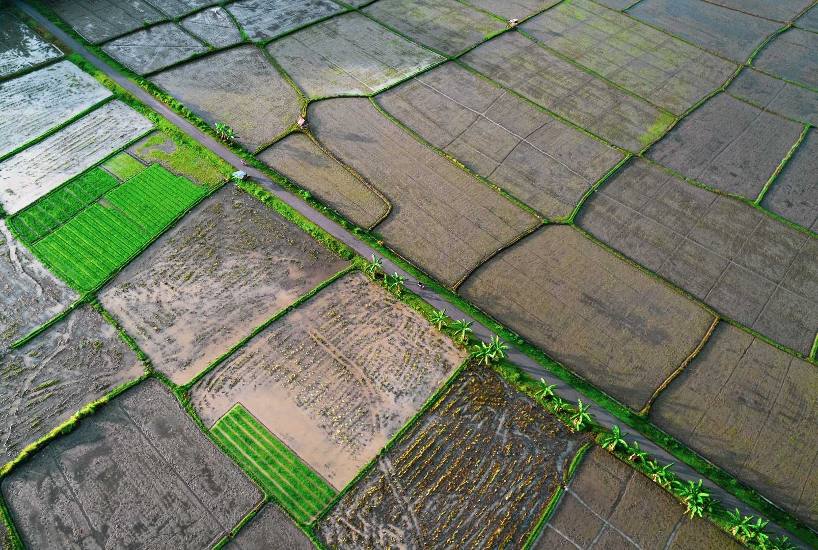 Doro Cumpa Rice Field