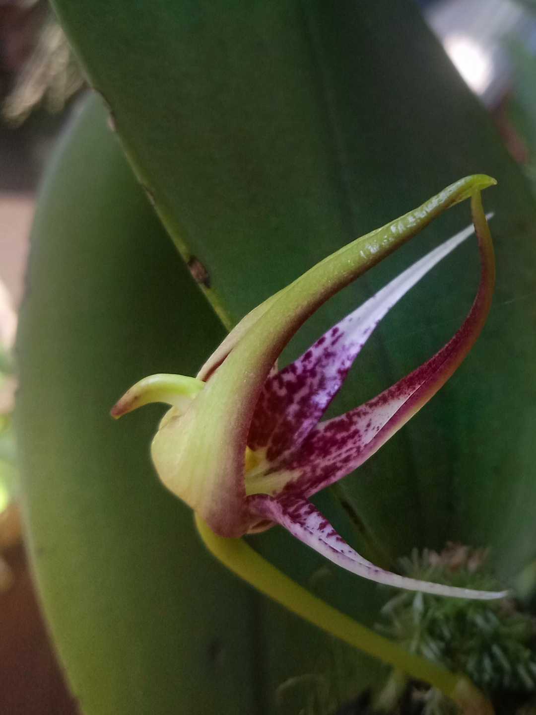 Bulbophyllum Gjellerupii