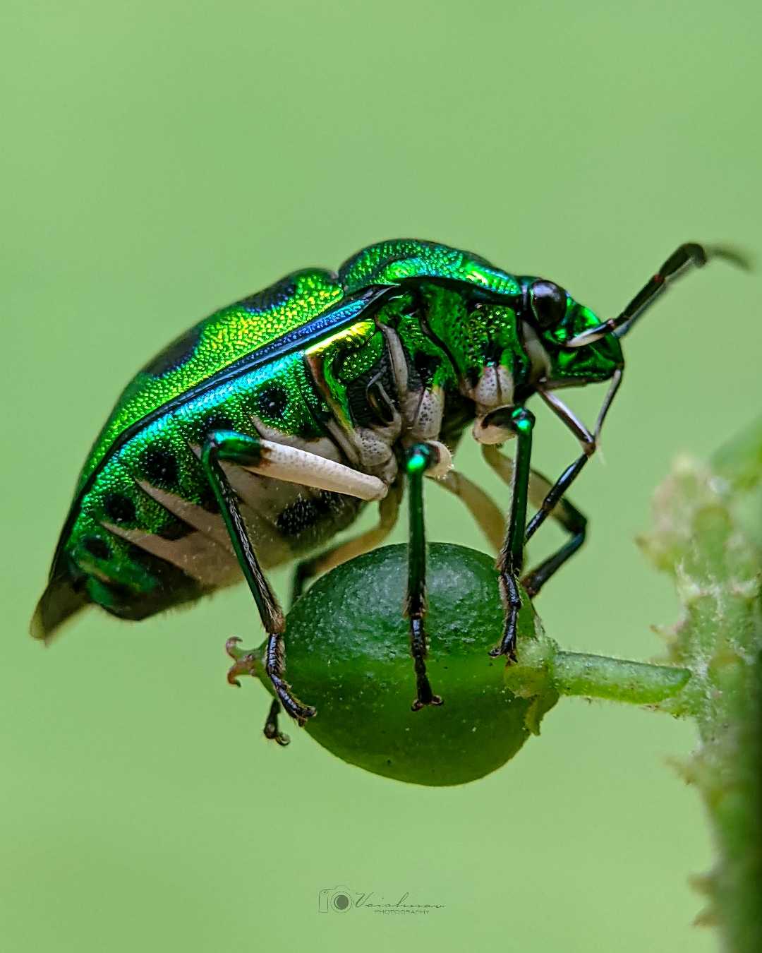 jewel bug 