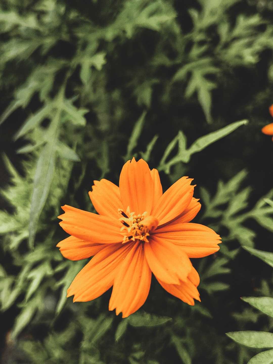 Flower Photography 