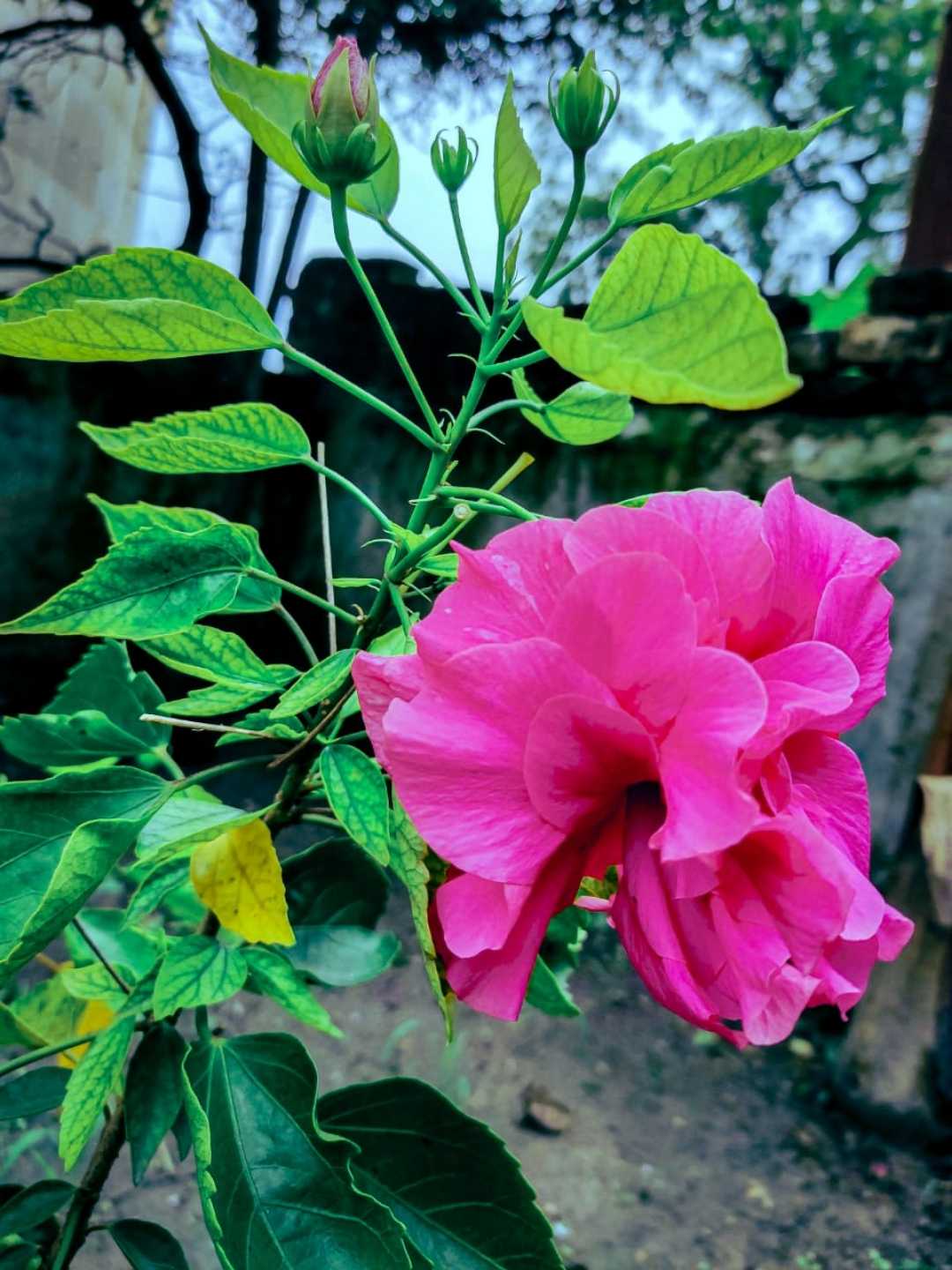 Flower 🌺