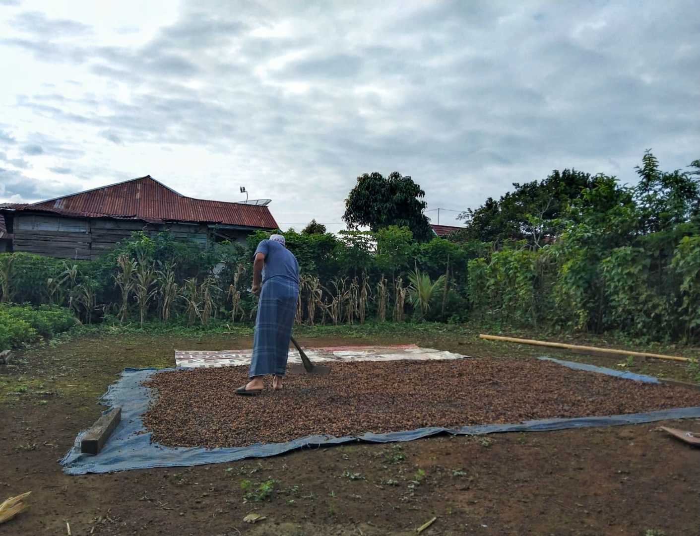 Menjemur Kopi 