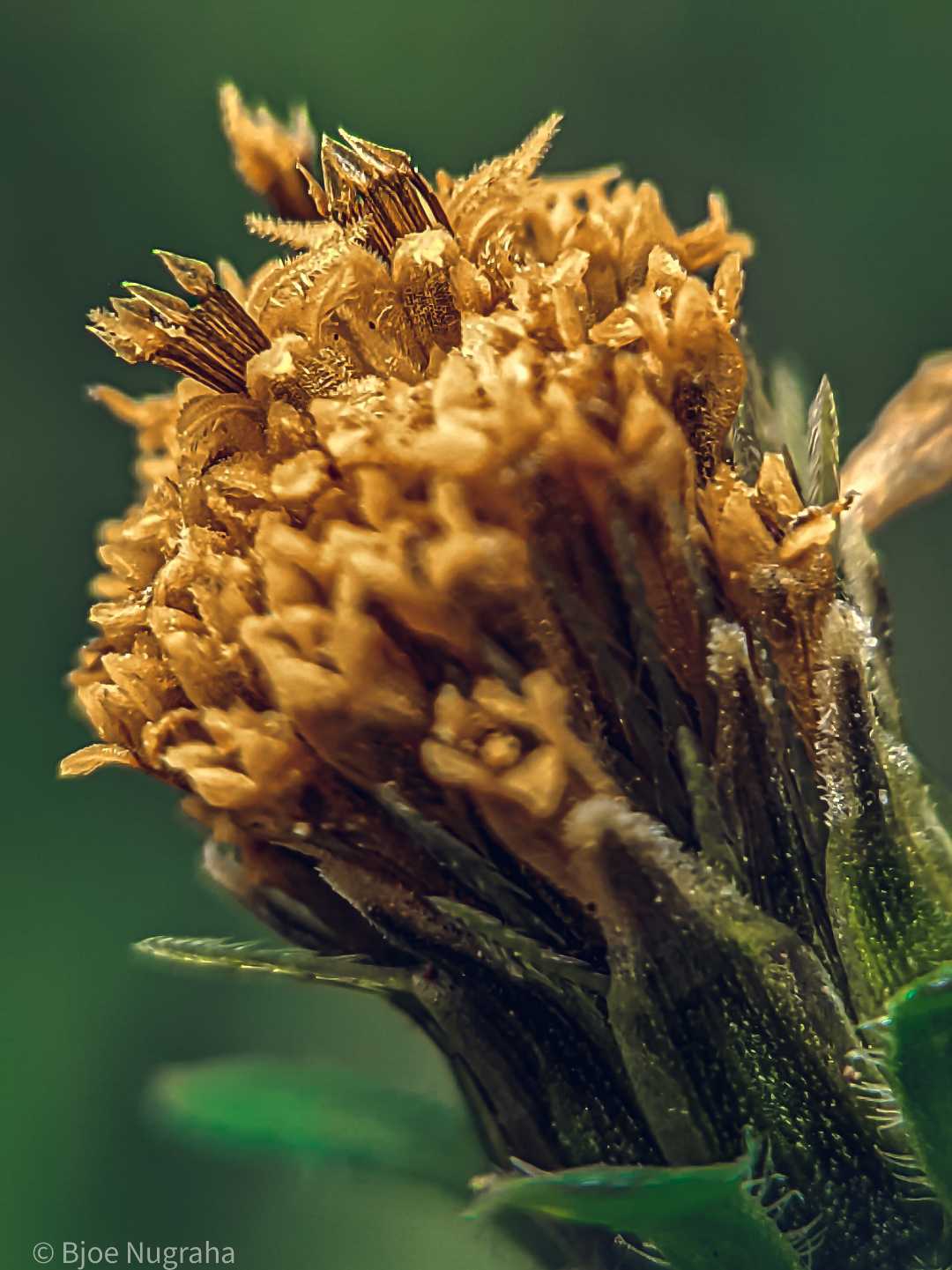 BIDEN PILOSA