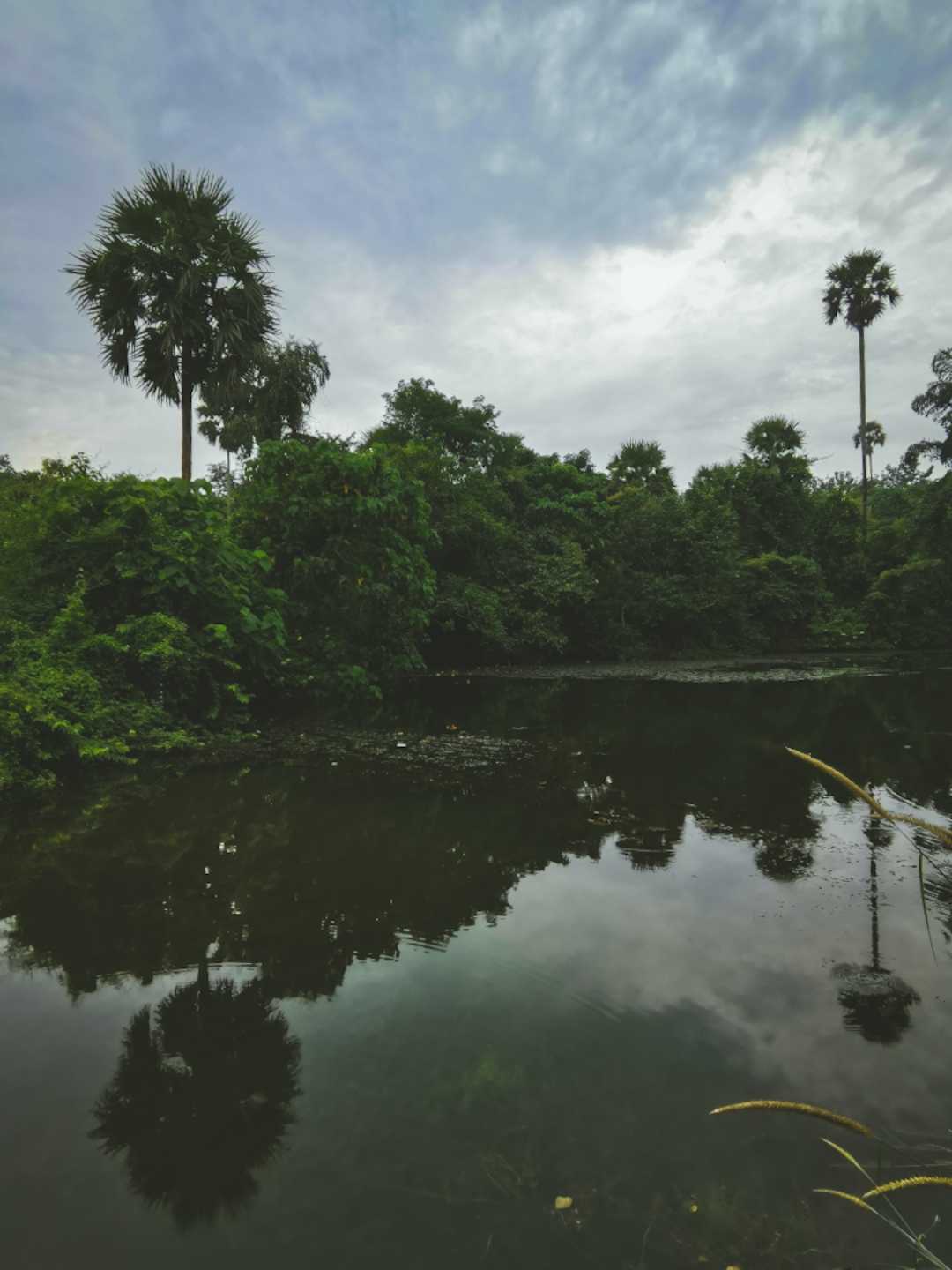 Toddy Palm ,Pond & Reflectiom