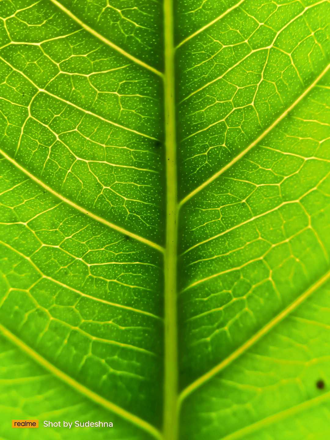 Texture 🌱