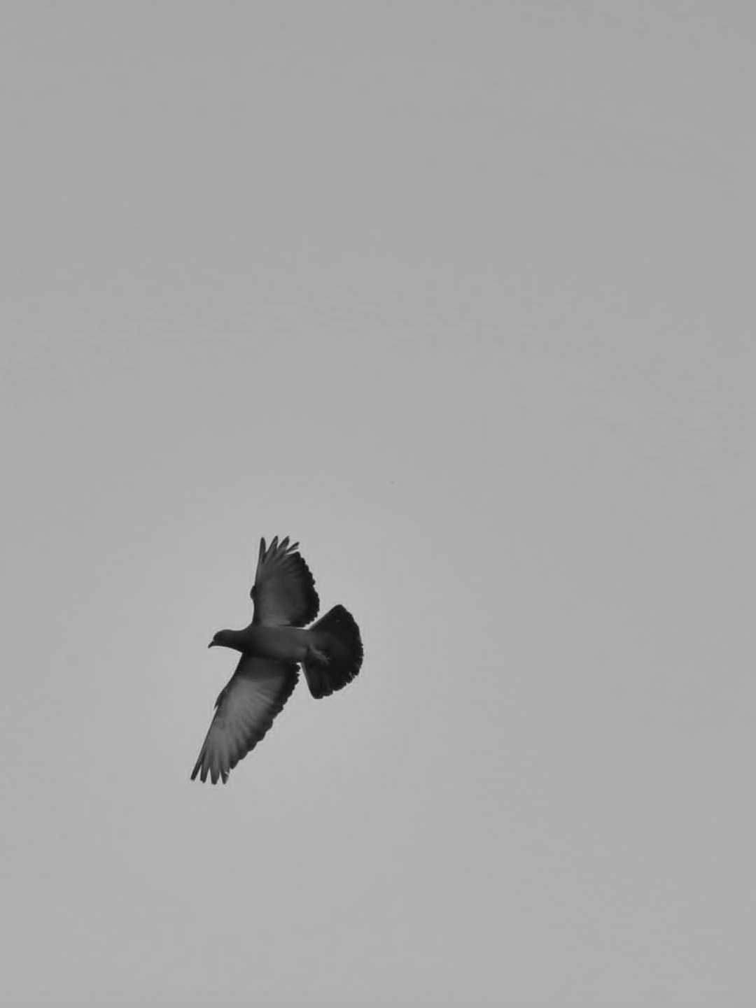 fly high
