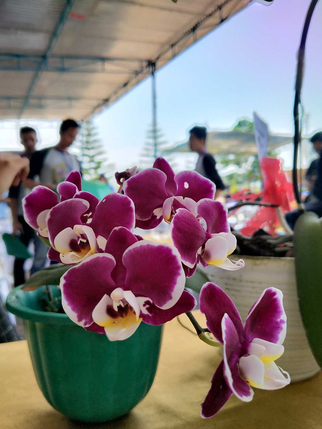 Doritaenopsis