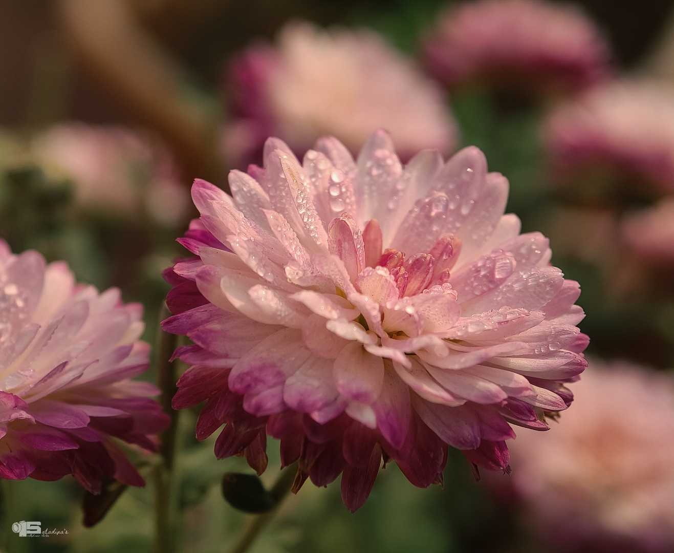 Spring on the way