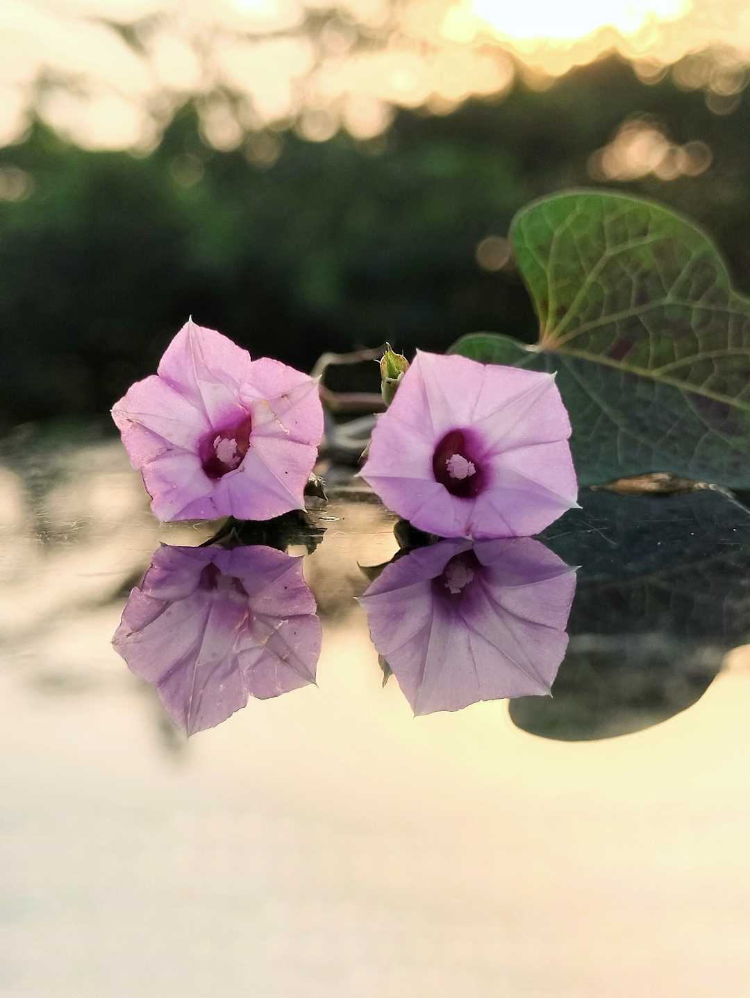 gud morning 💜🌻