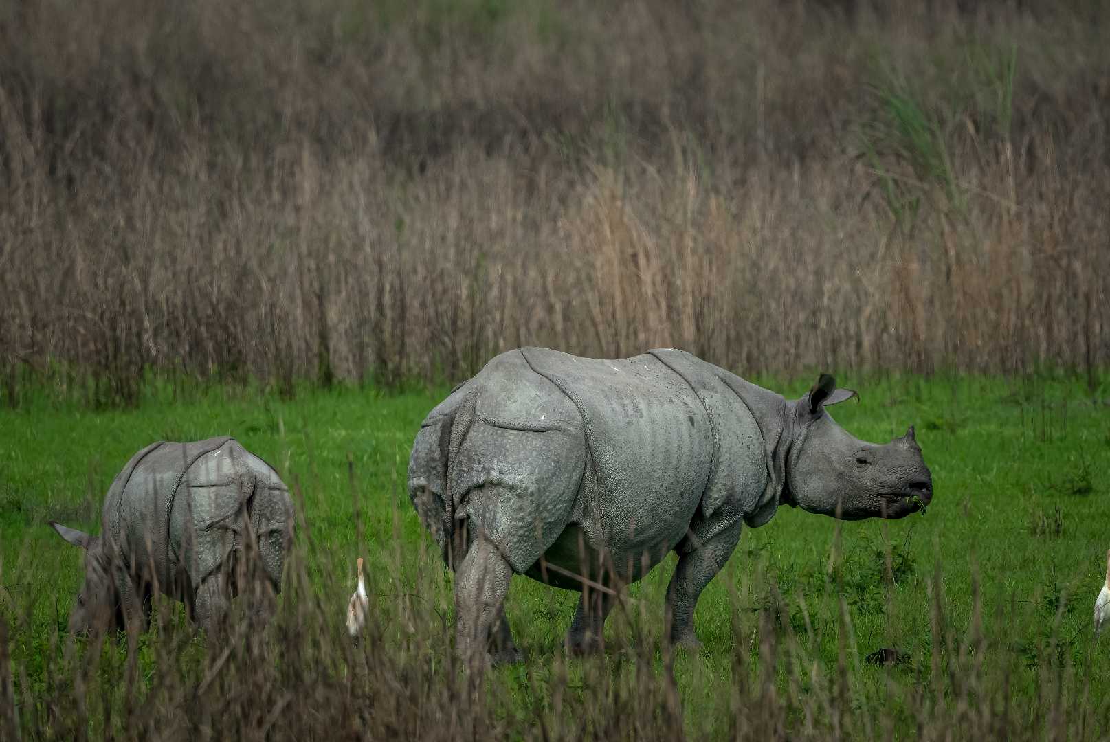 The Pride of Kaziranga 